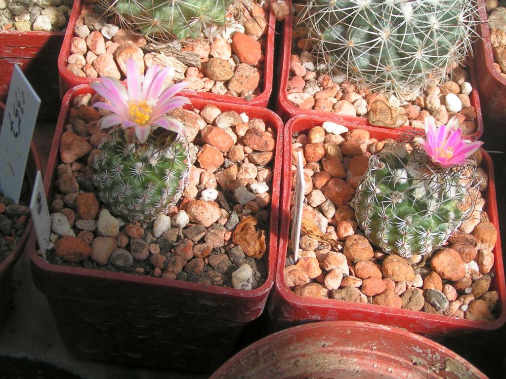 Turbinicarpus lausseri TCG 09021, Sierra del Doctor, QRO